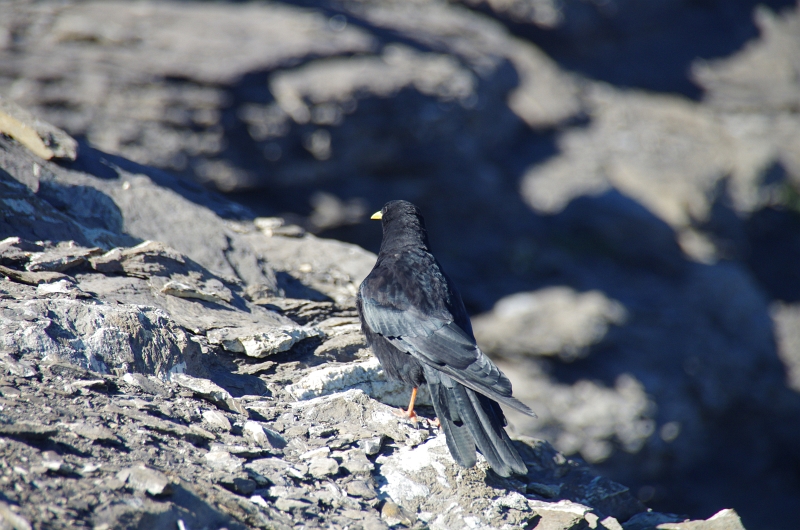 24h Hike Mammut_Ochsner 'Klettersteig Schwarzhorn 2927m' 18_08_2012 (113).JPG